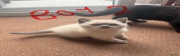 Scottish Fold cats for sale: Beautiful Scottish Fold & Straight Kittens in Wigston - Advert 7
