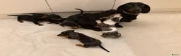 Miniature Dachshund dogs for sale: Dachshund Puppys 8 available  - Advert 2