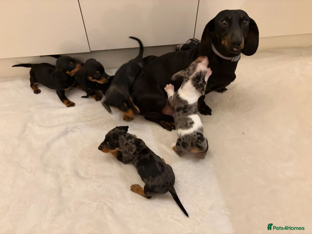 Miniature Dachshund dogs for sale: Dachshund Puppys 8 available  - Advert 2