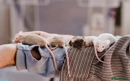 Mouse rodents for sale: <:3)~~~~ *!* baby pet fancy mice *!* <:3)~~~~ - Advert 4