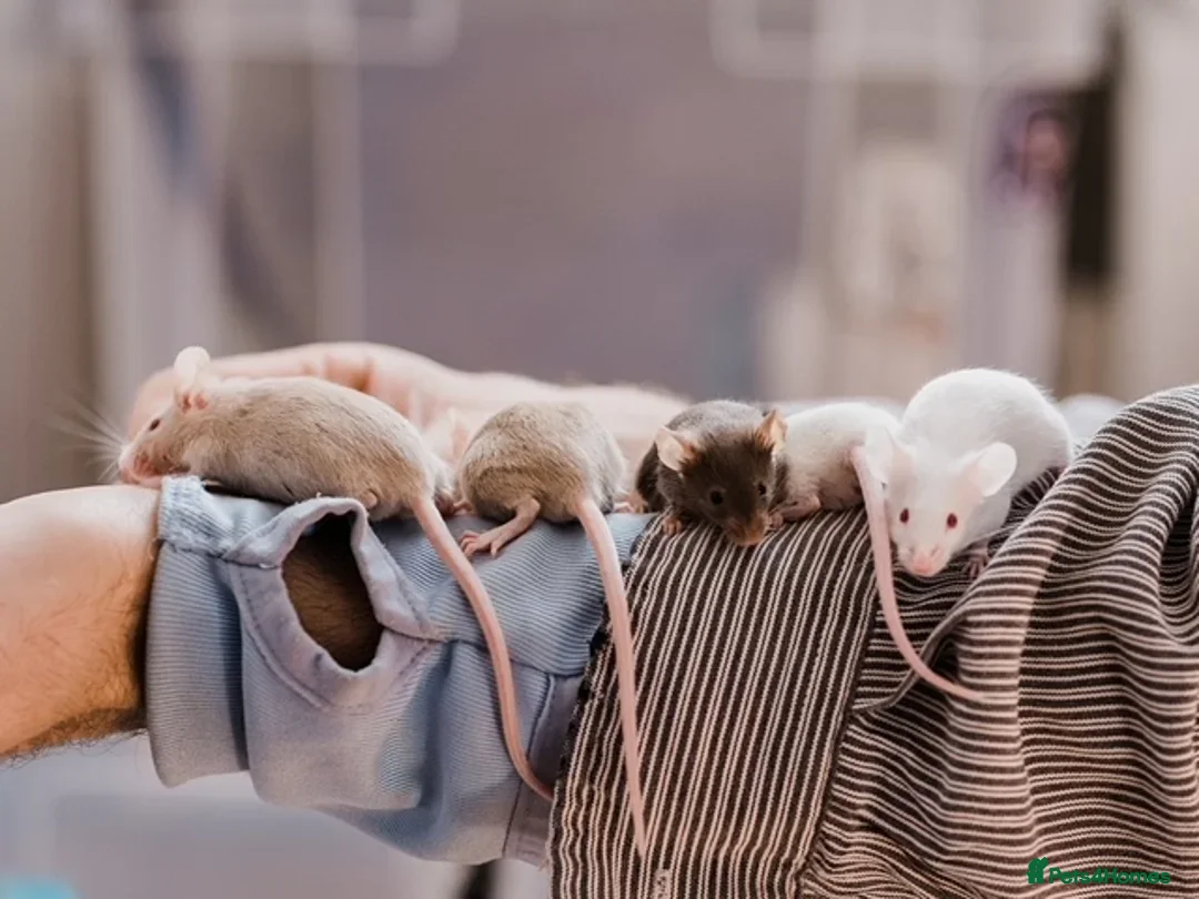 Mouse rodents for sale: <:3)~~~~ *!* baby pet fancy mice *!* <:3)~~~~ - Advert 4