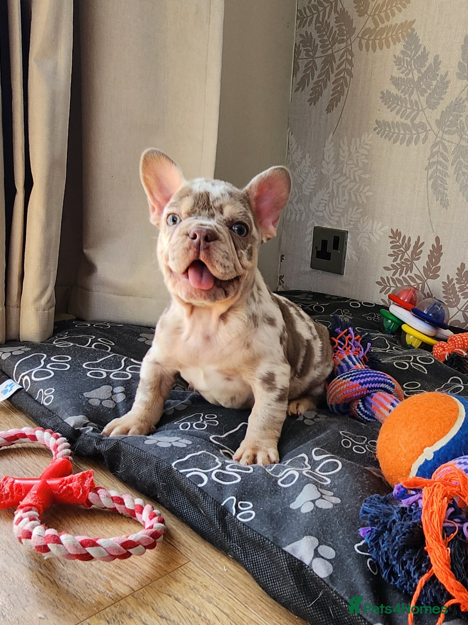 French Bulldog dogs New Shade Isabella Merle and Tan! - Advert 14