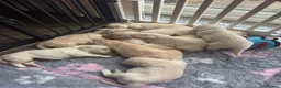 Golden Retriever dogs for sale: *NEW LITTER* GOLDEN PUPPIES! OPEN FOR RESERVATION! - Advert 5