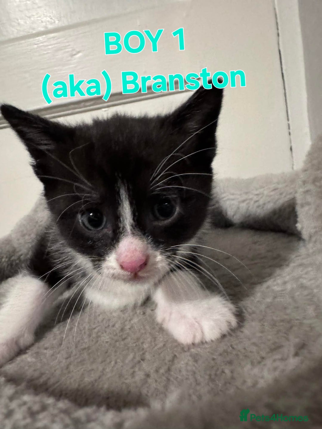 Mixed Breed cats for sale: Tonkinese cross kittens - Advert 2