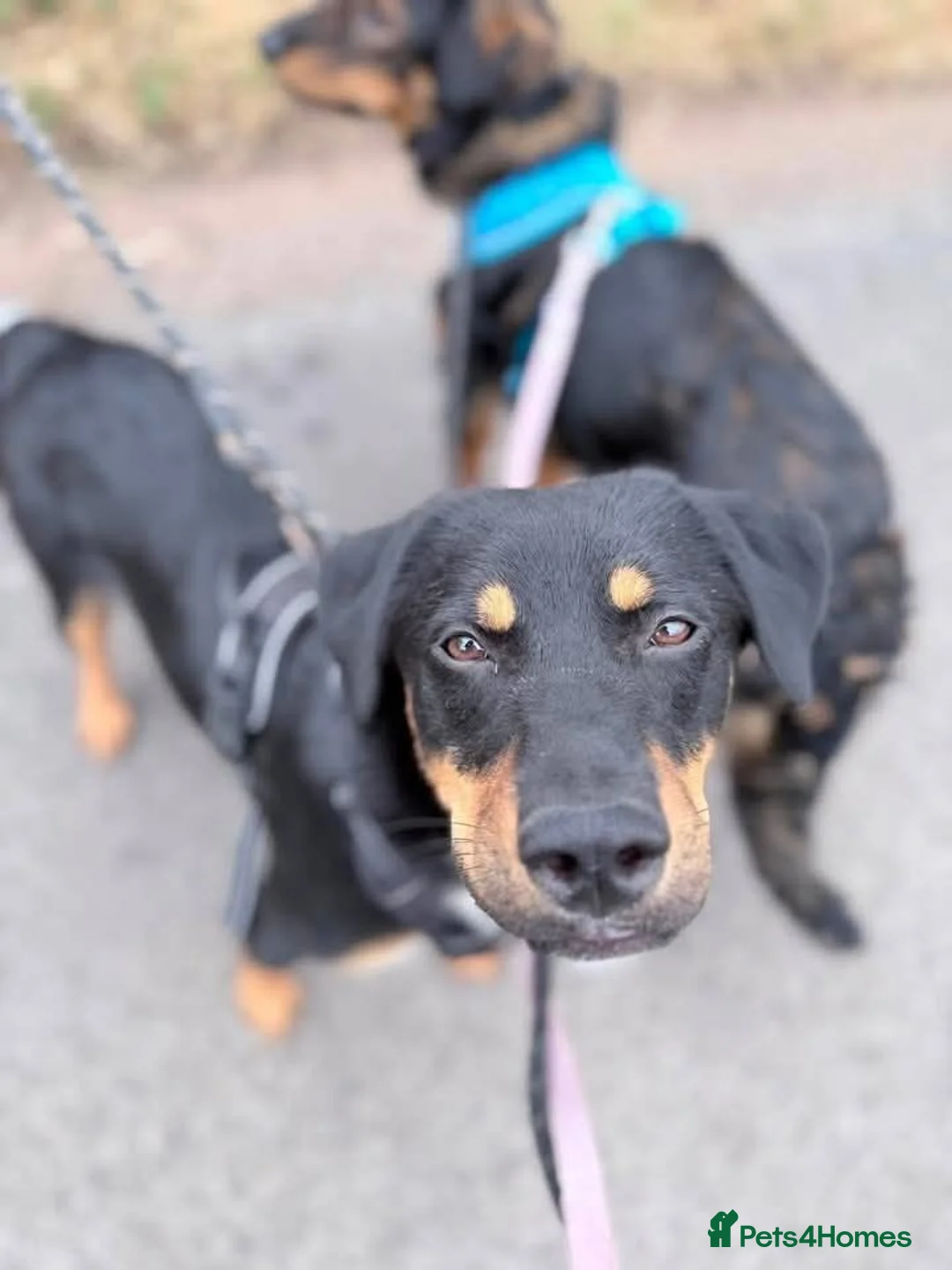 Mixed Breed dogs for adoption: Meet Danny, currently residing in Cheshire  in Nantwich - Advert 1