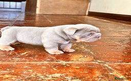 English Bulldog dogs for sale: English bulldogs  - Image 8