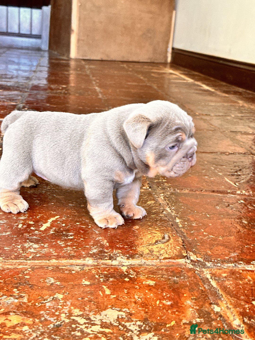 English Bulldog dogs for sale: English bulldogs  - Image 8