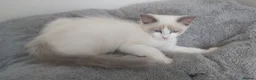 Ragdoll cats for sale: RAGDOLLS SEAL POINT BICOLOUR GIRLS BLUE EYES  - Advert 13