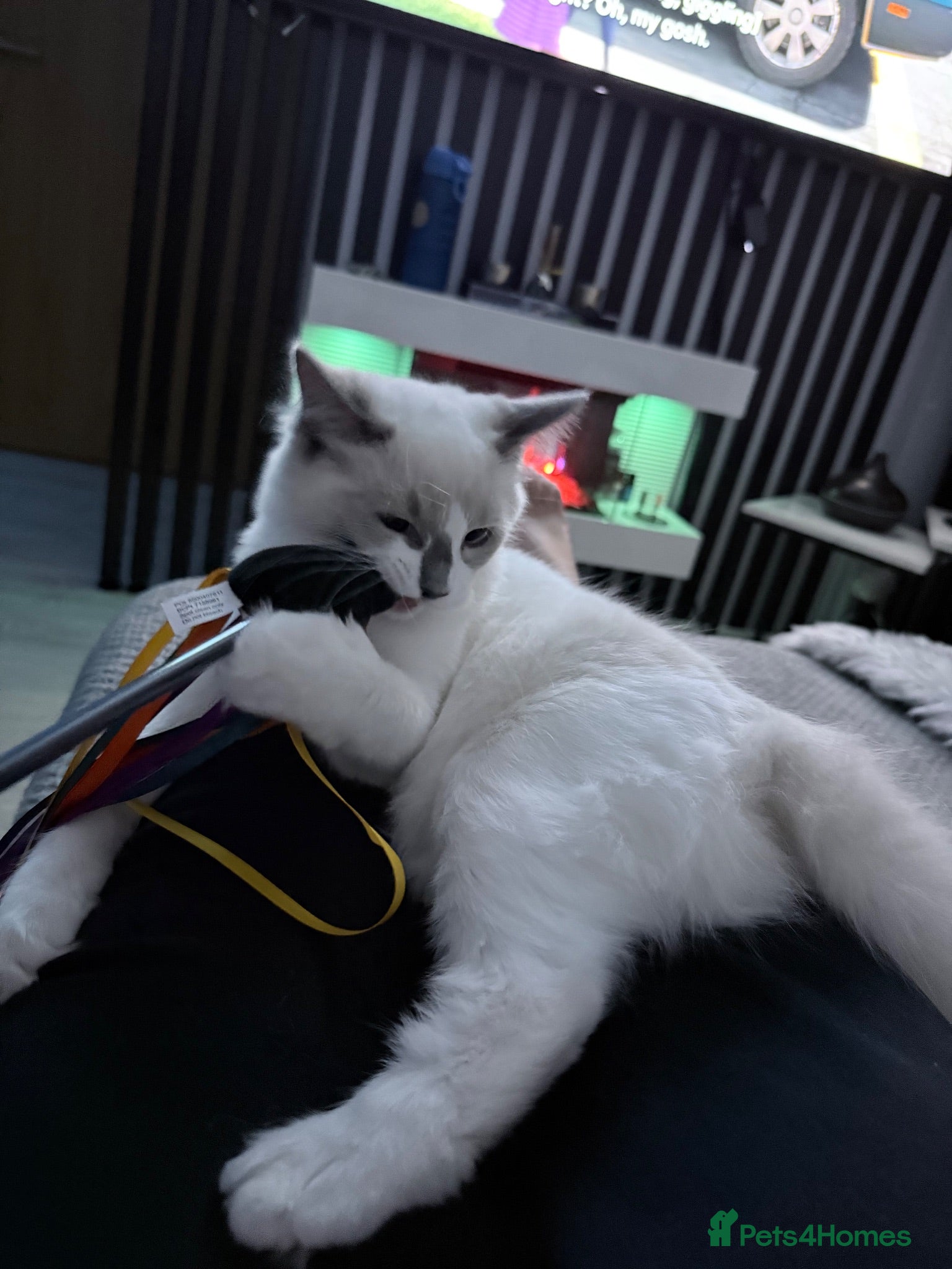 Ragdoll cats Ragdoll kittens 2 girls 1 boy - Advert 2