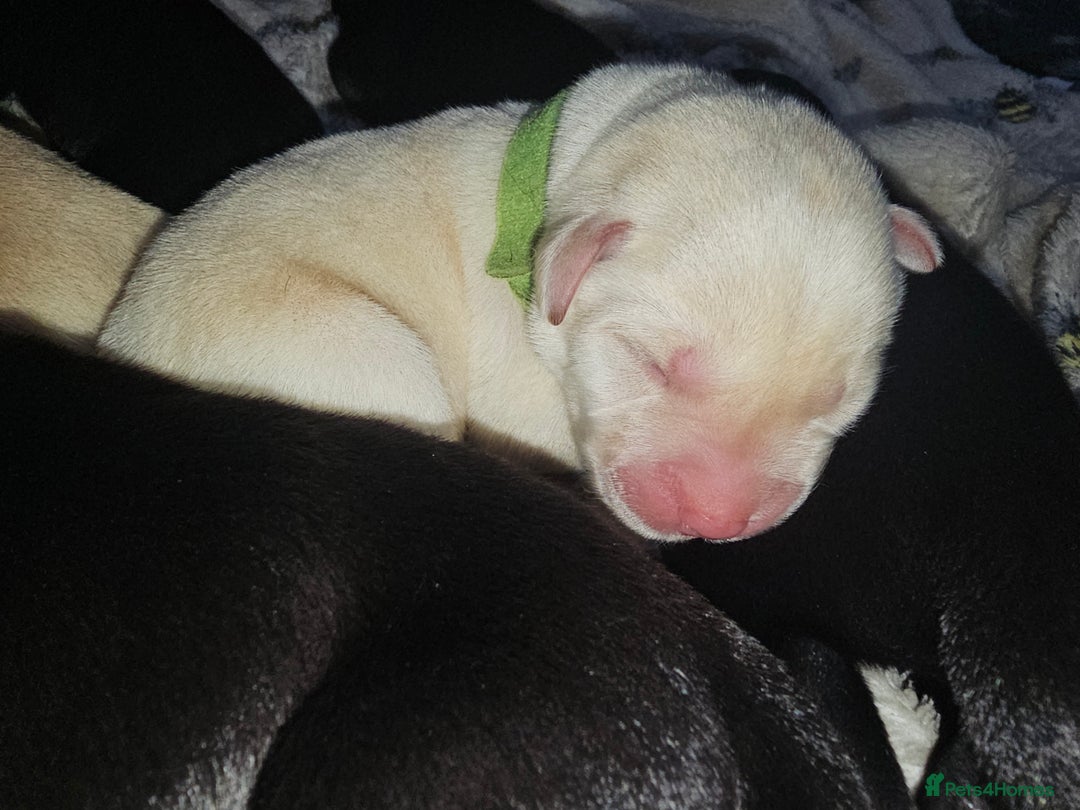 Labrador Retriever dogs for sale: KC reg Labrador puppies – Black and Yellow  - Image 14