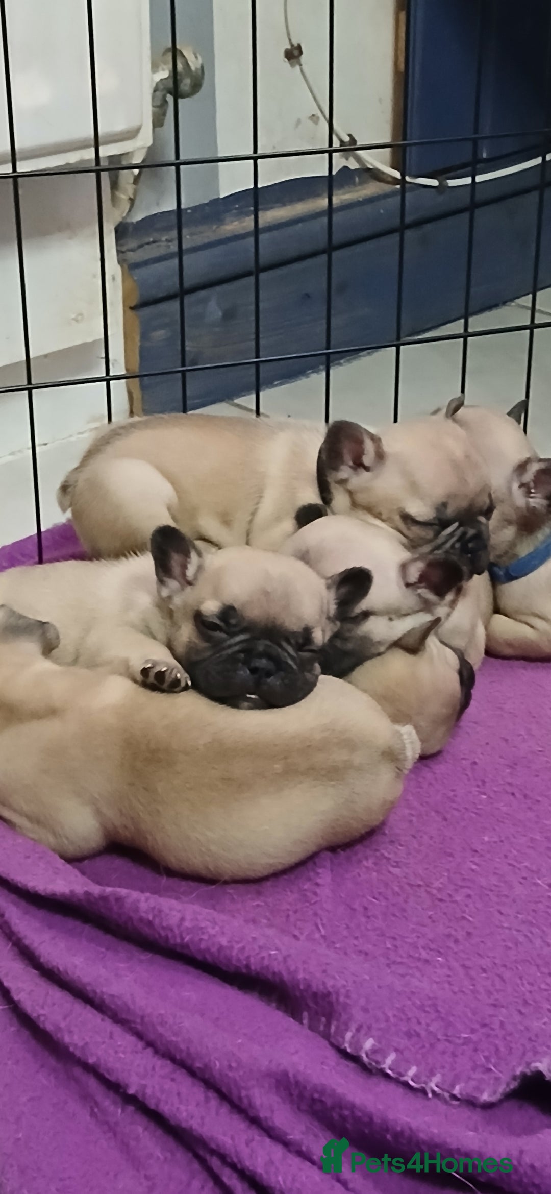French Bulldog dogs for sale: Standard KC french bulldog litter.  - Image 2