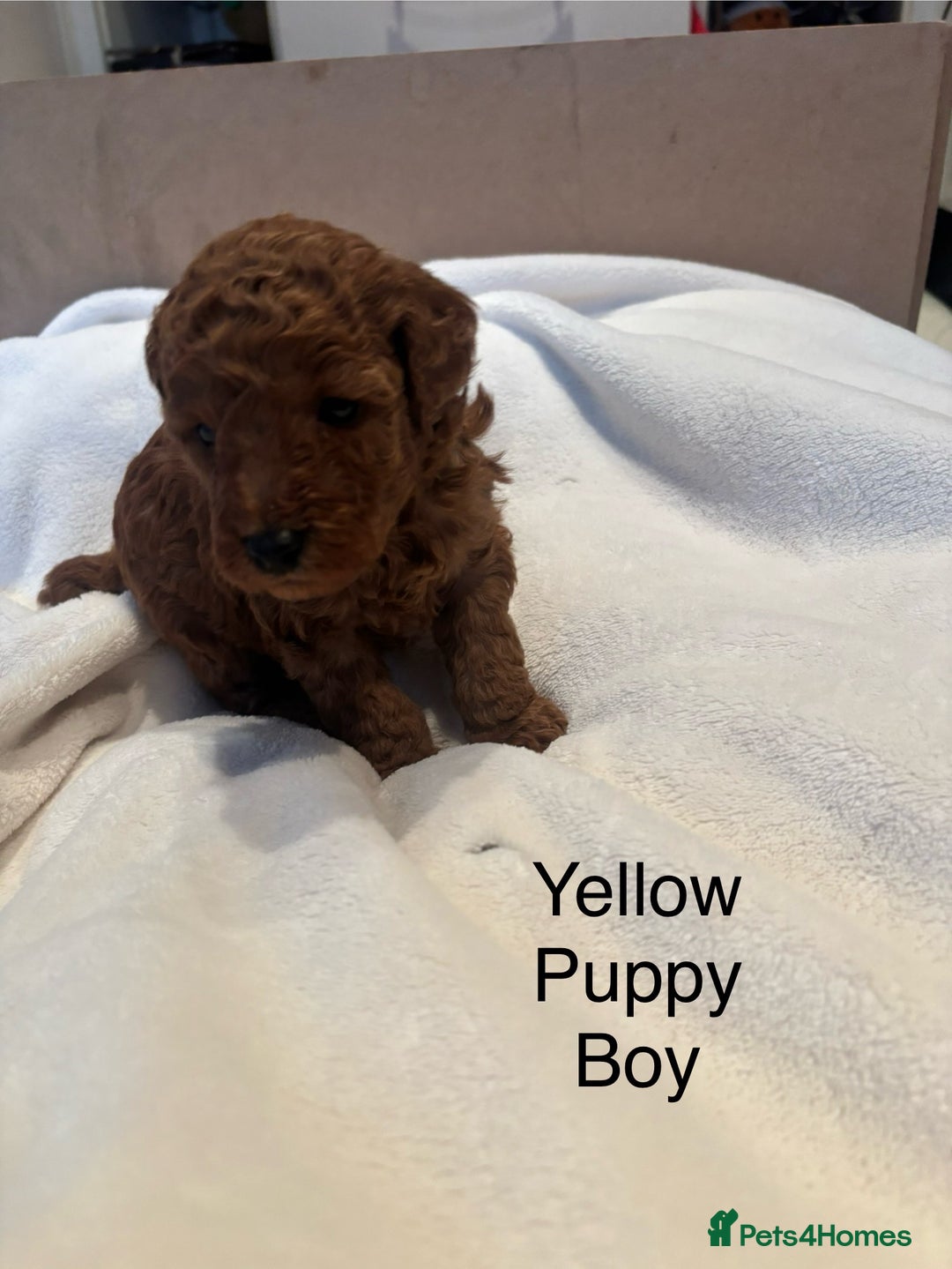 Miniature Poodle dogs for sale: KC Registered red miniature poodles  - Advert 25