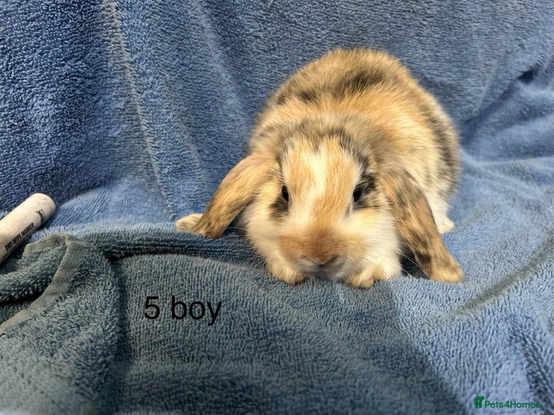 Dwarf Lop rabbits for sale: Mini x dwarf baby lop rabbits  - Advert 3