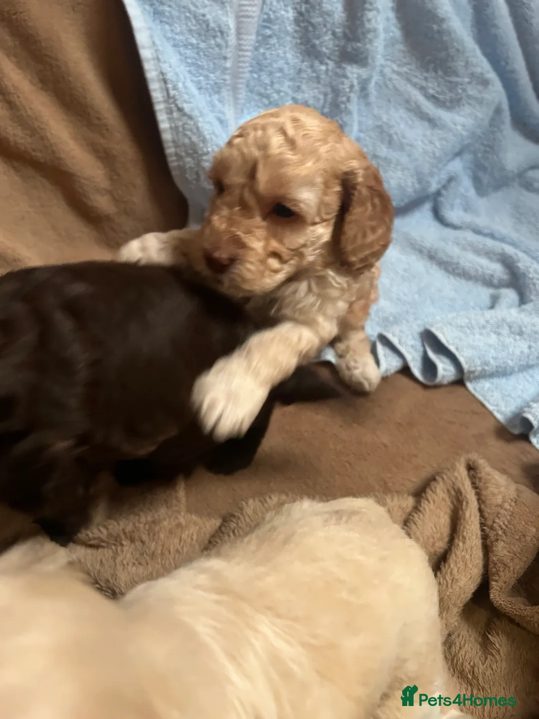 Cockapoo dogs for sale: Cockerpoo puppies  - Advert 4