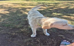 Golden Retriever dogs for sale: Golden retriever 10 months old - Advert 11