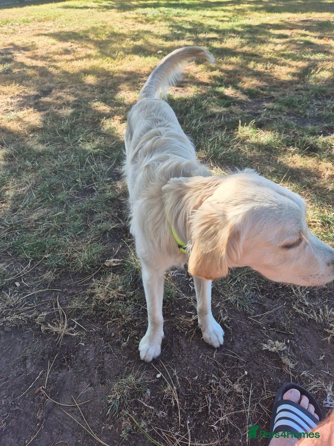 Golden Retriever dogs for sale: Golden retriever 10 months old - Advert 11