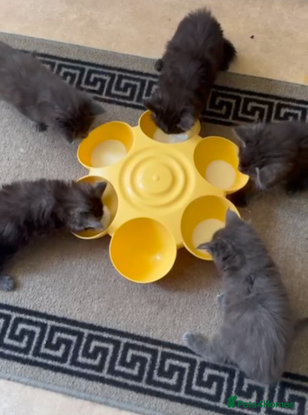 Maine Coon cats for sale: GCCF registered 5 Maine Coon kittens s 😻 - Image 2