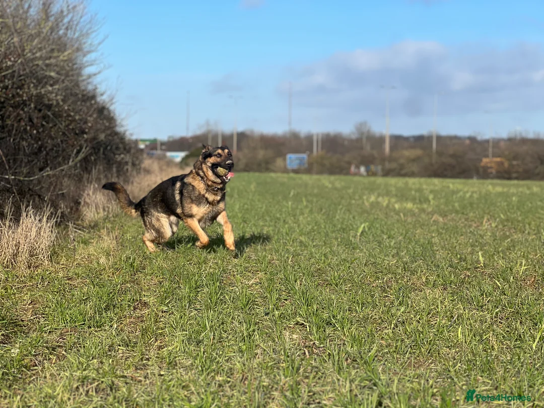 German Shepherd dogs for stud: Working German shepherd for stud  in Leicester - Advert 5