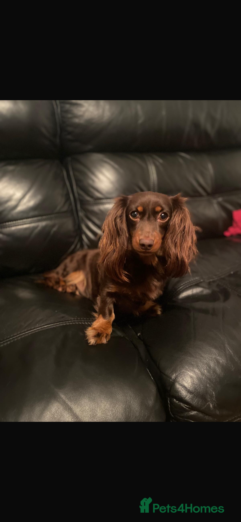 Miniature Dachshund dogs Miniature long haired adorable dachshunds - Advert 13