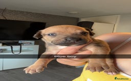 American Bully dogs for sale: American bully puppies - Image 2