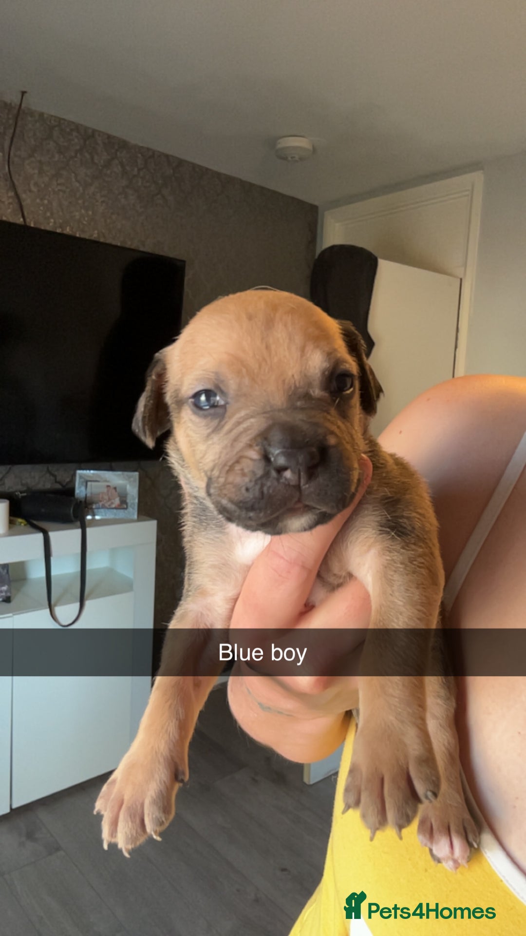 American Bully dogs for sale: American bully puppies - Image 2