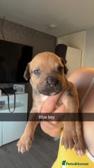 American Bully Puppy 2