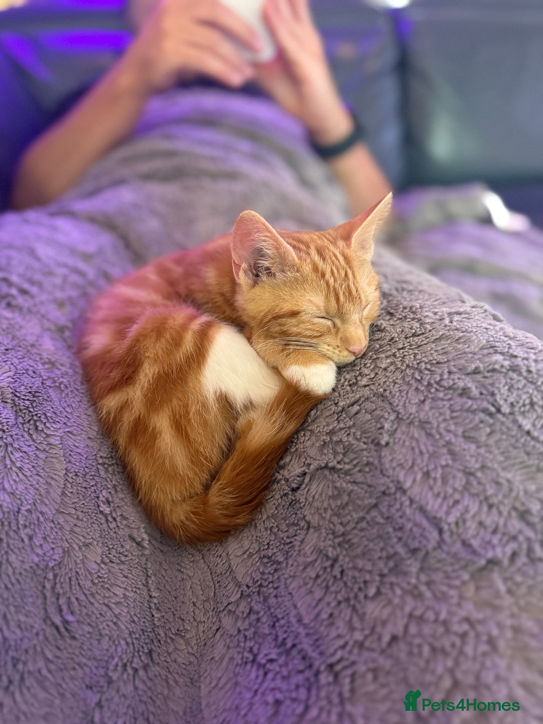 Mixed Breed cats for sale: Female Kitten - Image 5