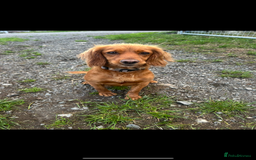 Cocker Spaniel dogs for sale: Working Cocker Spaniel  - Image 4