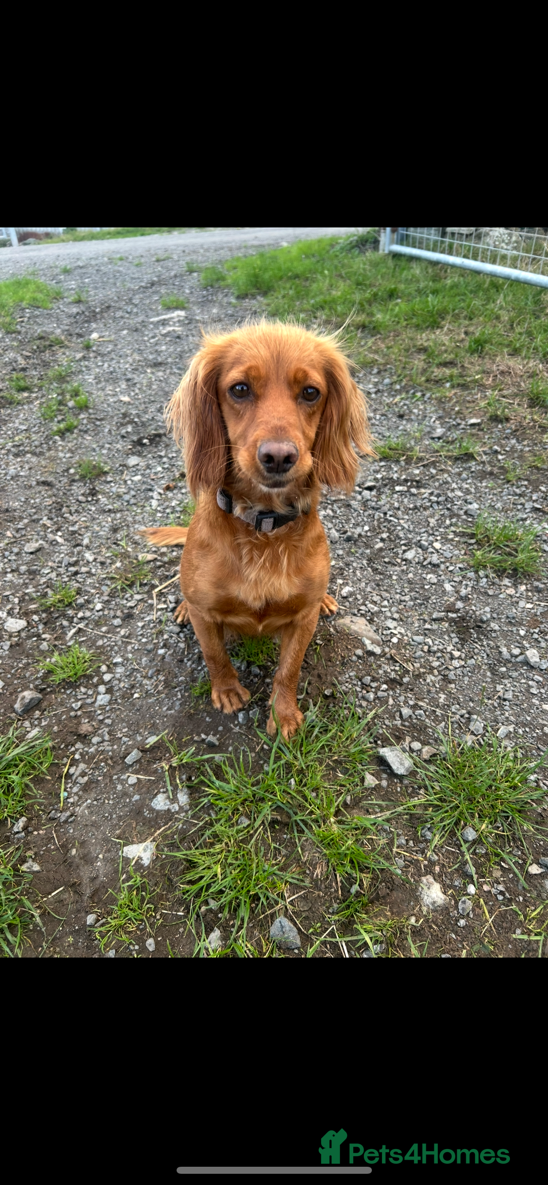 Cocker Spaniel dogs for sale: Working Cocker Spaniel  - Image 4