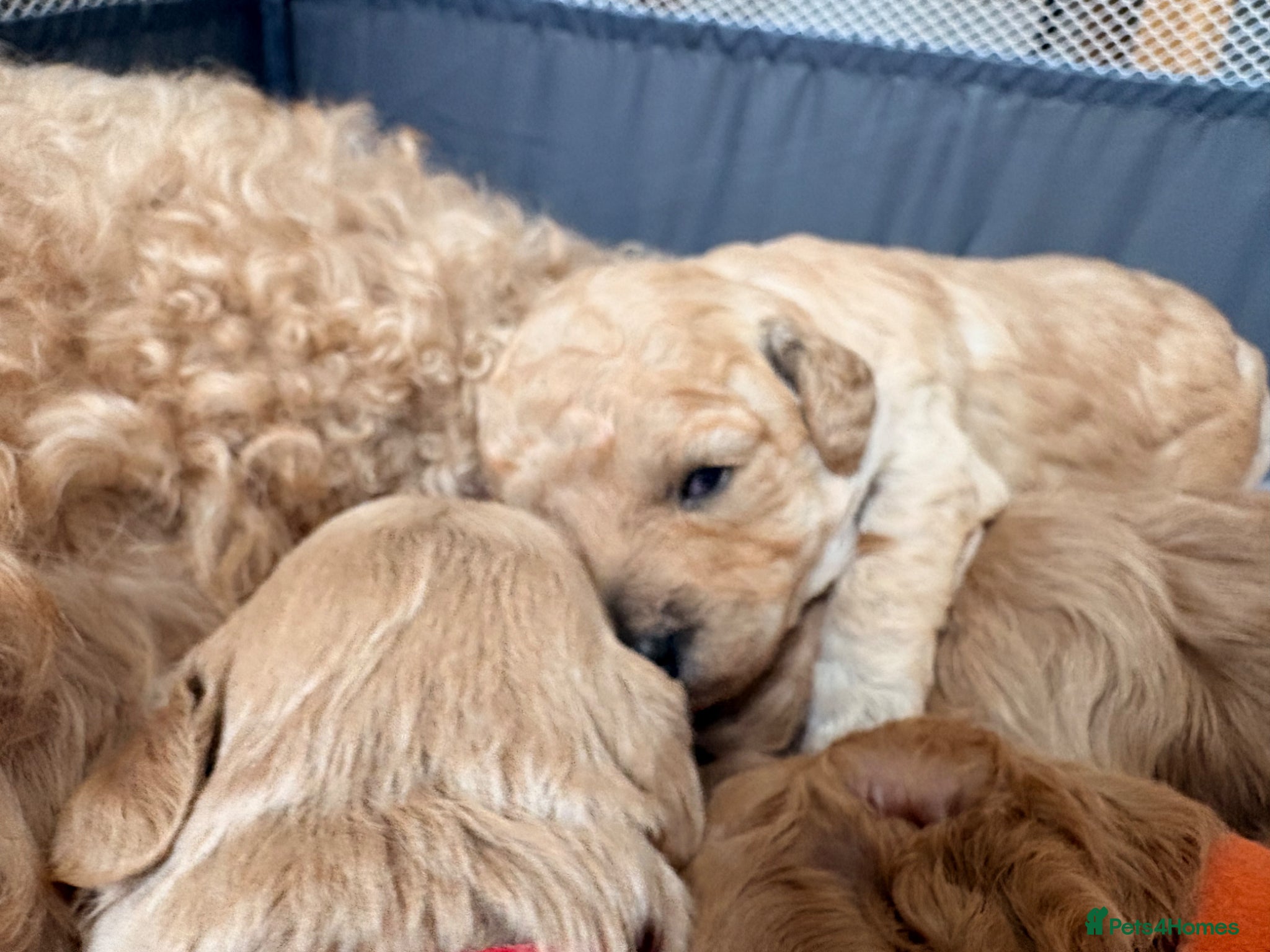 Cavapoochon dogs Beautiful Cavapoochon Puppies for Loving Homes - Advert 2