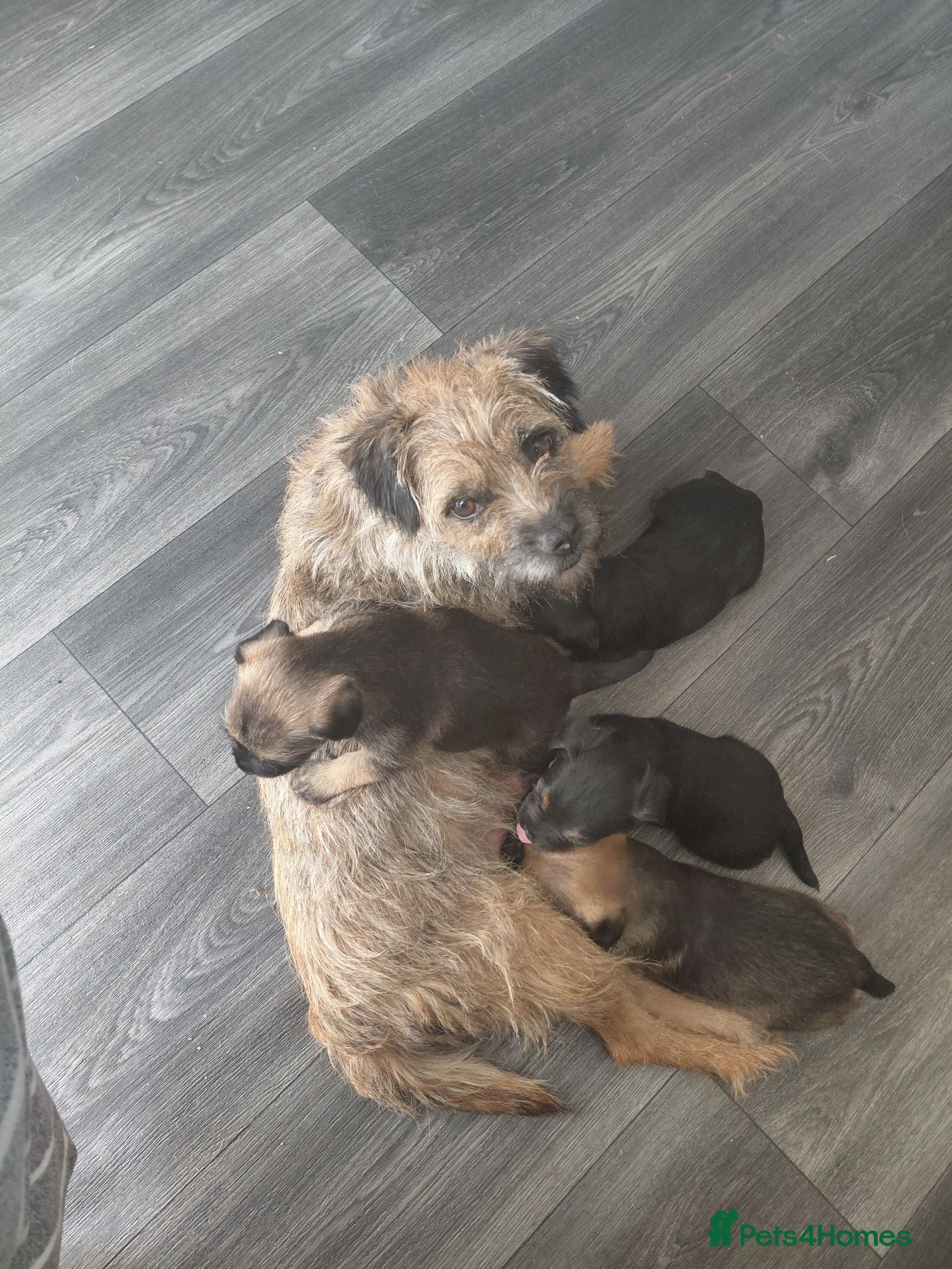 Border Terrier dogs 4 cracking puppies lookkng forever homes - Advert 1