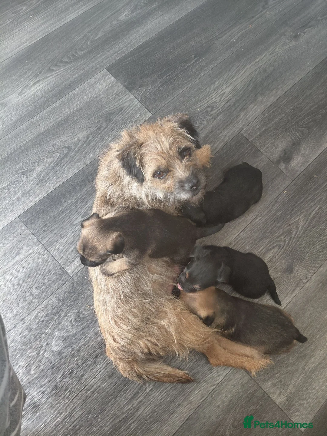 Border Terrier dogs for sale: 4 cracking puppies lookkng forever homes - Advert 1