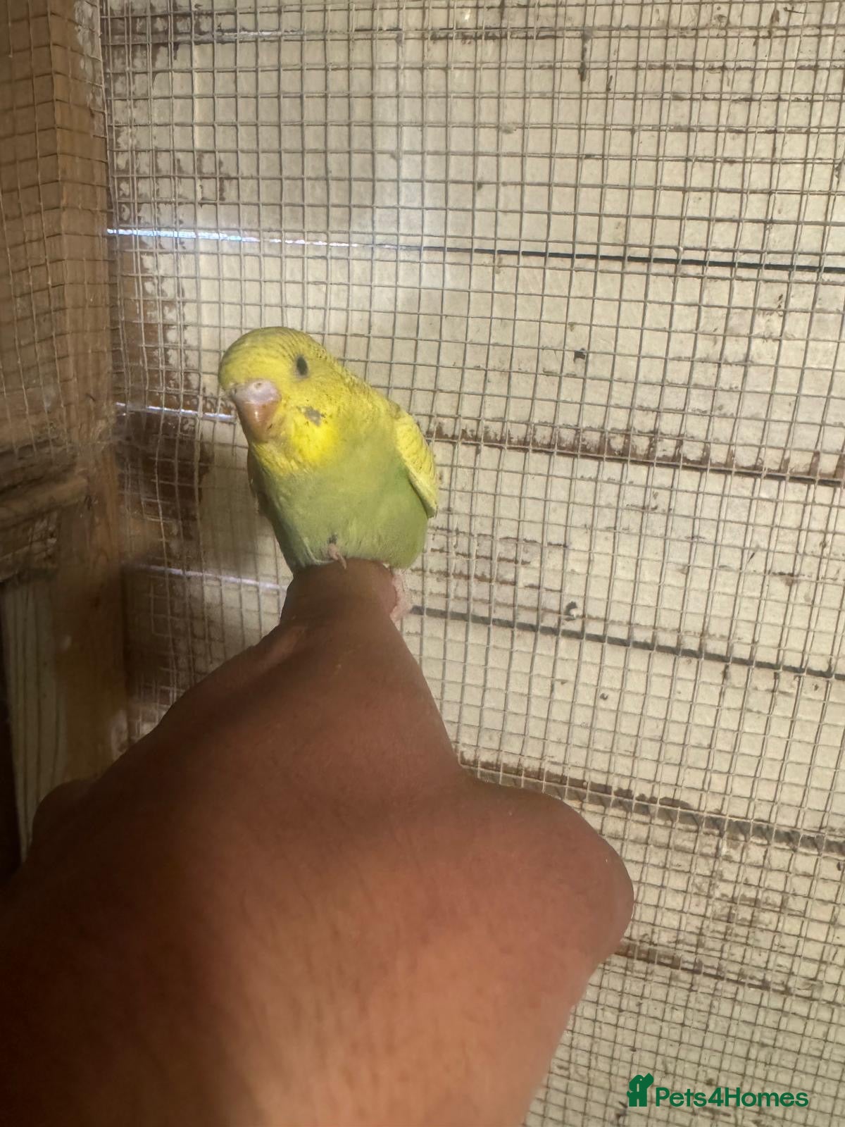 Budgerigars birds Budgies for sale £40 each collection mk404nn - Advert 17