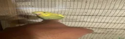 Budgerigars birds for sale: Budgies for sale £40 each collection mk404nn - Advert 3