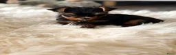 Yorkshire Terrier dogs for sale: Yorkshire Terrier Puppys  - Advert 6