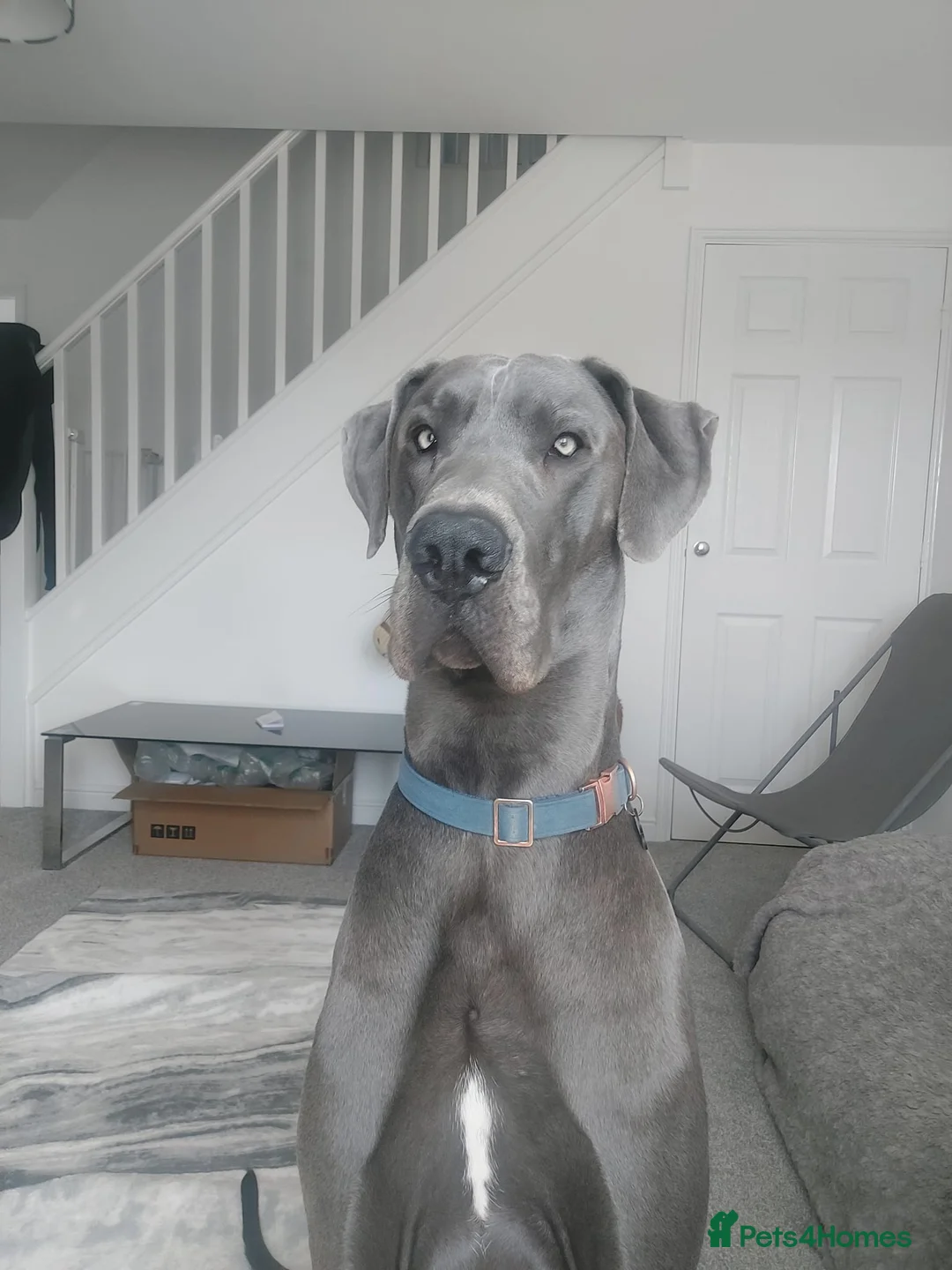 Great Dane dogs for stud: Great Dane for stud in Chesterfield - Advert 3