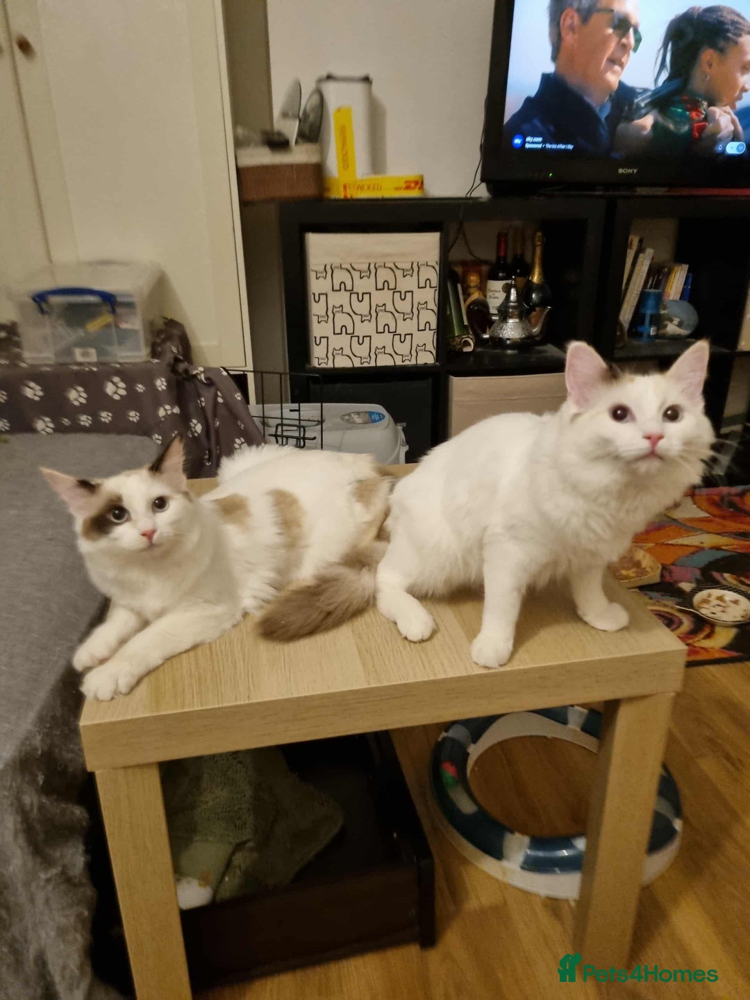 Ragdoll cats for sale: Ragdoll girls  - Advert 10