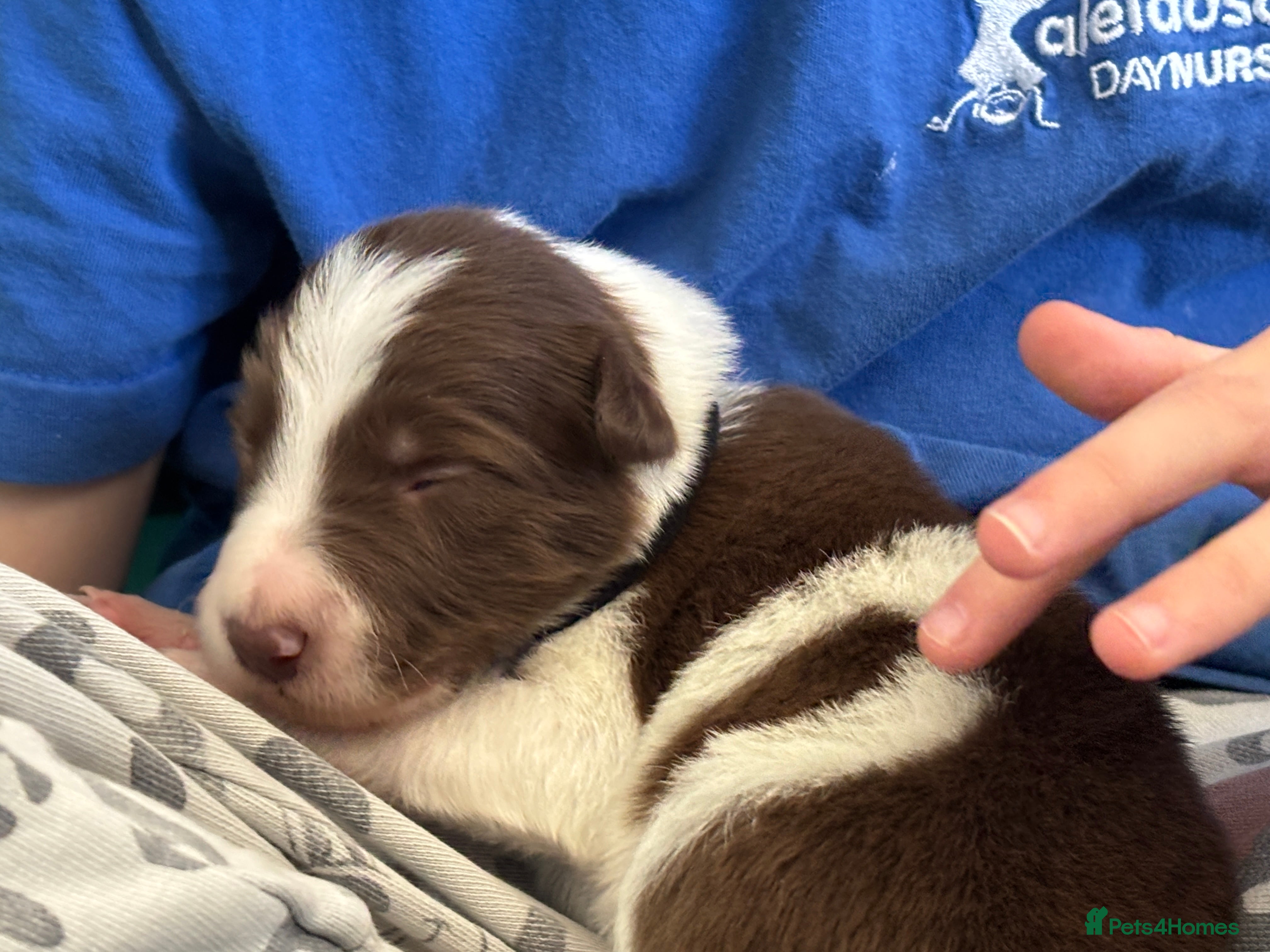 Border Collie dogs Exceptional Border collie pups  - Advert 4