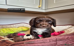 Cocker Spaniel dogs for sale: Kc registered beautiful cockers - Image 8