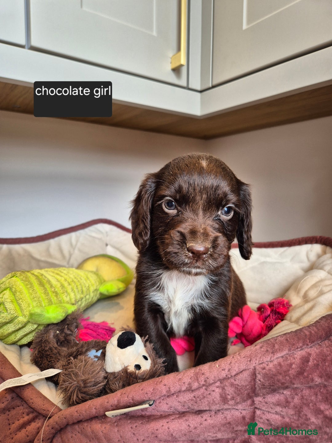 Cocker Spaniel dogs for sale: Kc registered beautiful cockers - Image 8
