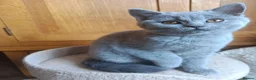 British Shorthair cats for sale: Blue British shorthairs kittens with GCCFpedigree - Advert 11