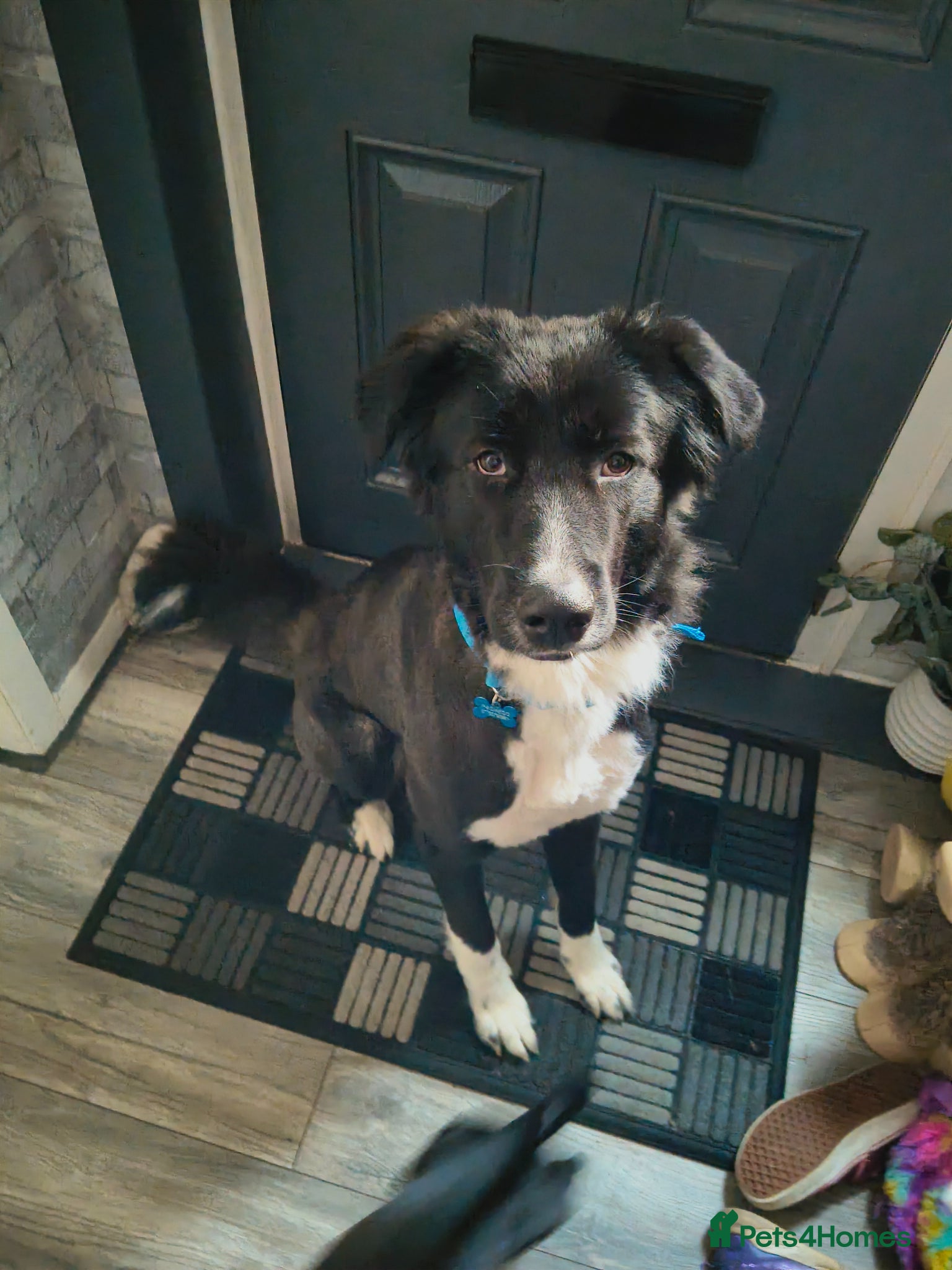 Mixed Breed dogs Gental loving dog - Advert 1