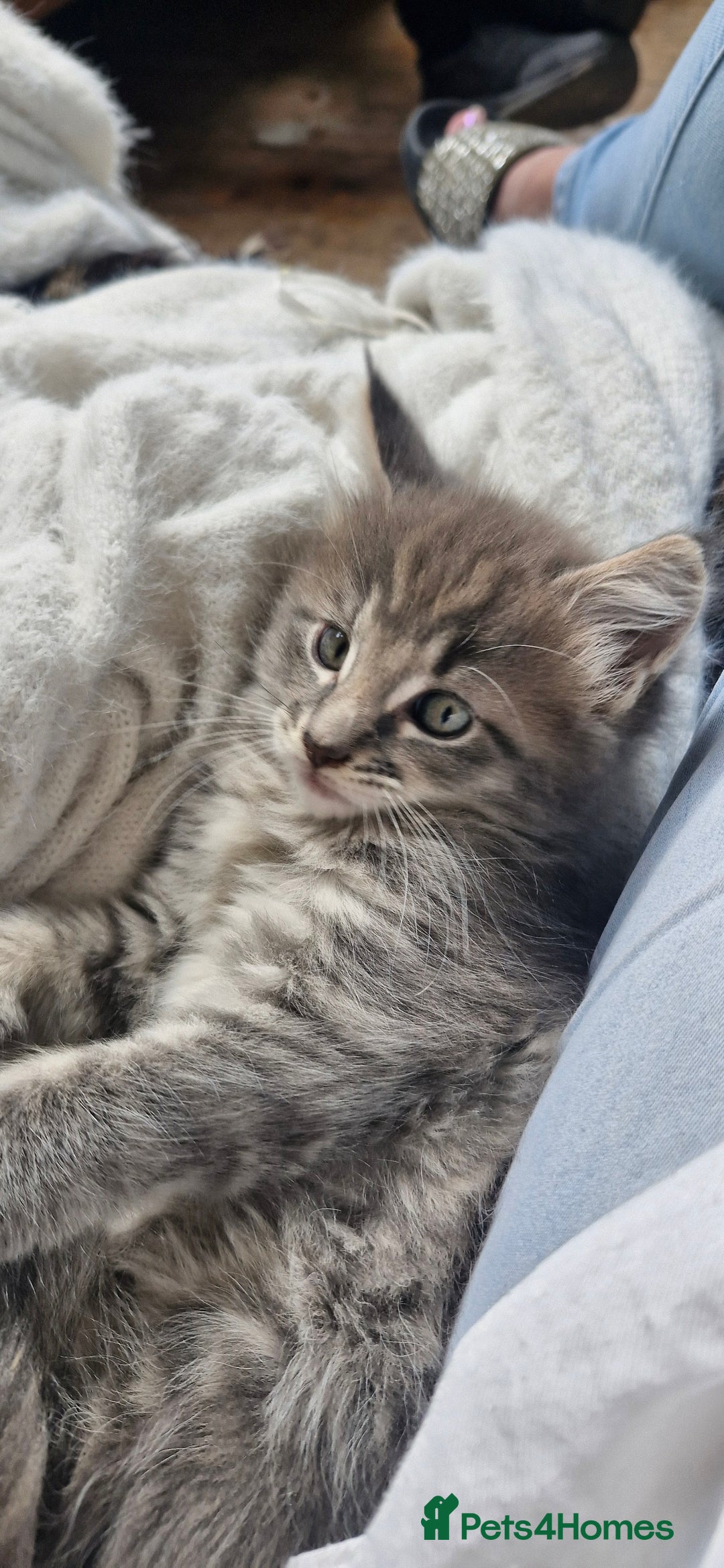 Maine Coon cats for sale: Maincoon cross Ragdoll kittens  - Image 10