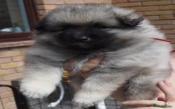 Keeshond dogs for sale: Keeshond Puppies available - Image 11