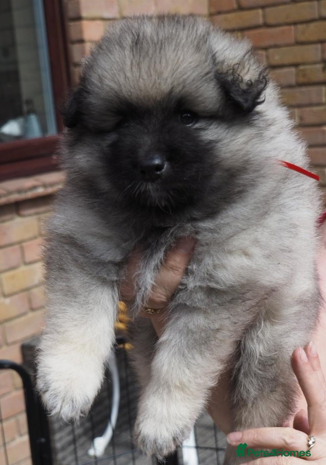 Keeshond dogs for sale: Keeshond Puppies available - Image 11