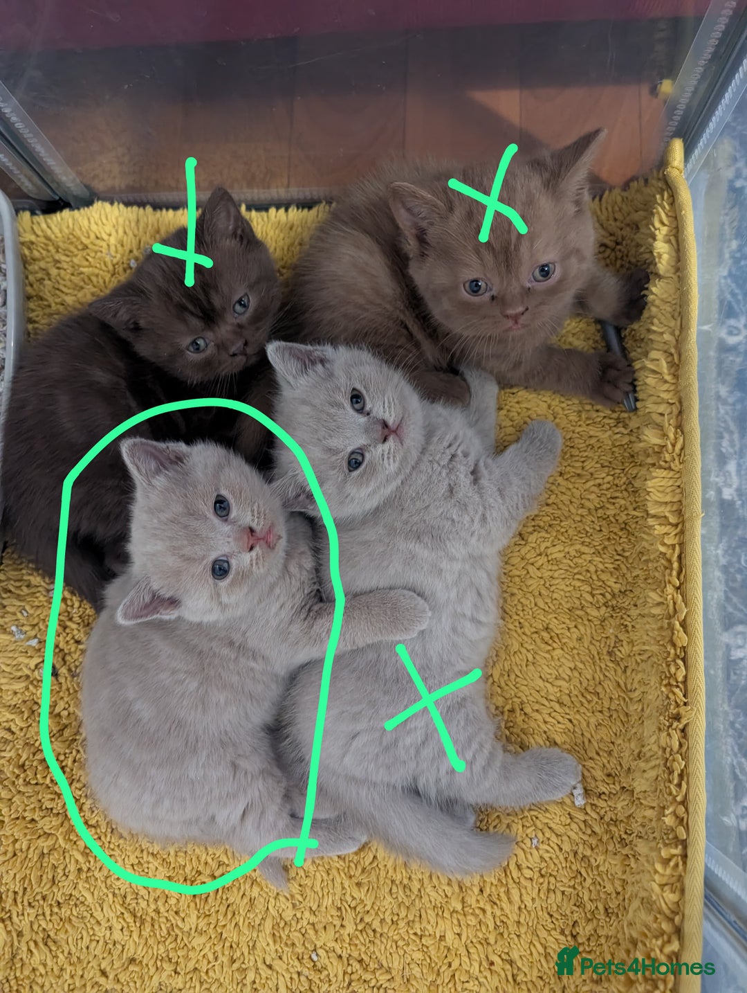 British Shorthair cats for sale: Cute lilac british short hair girl - Advert 2