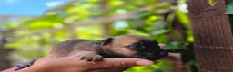 Jack Russell dogs for sale: Beautiful Puppies Jack Russell  - Advert 29