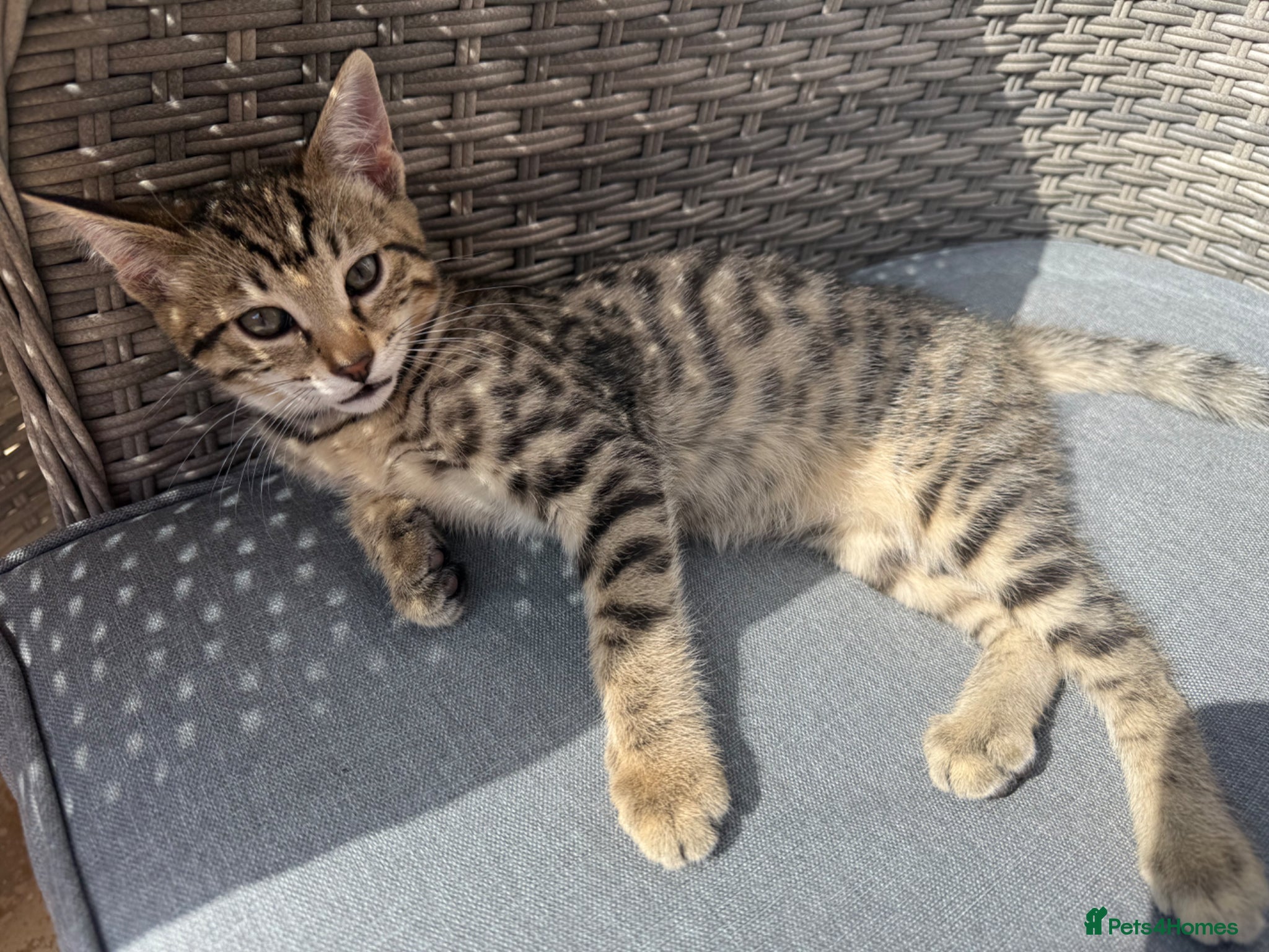Savannah cats Savannah Kittens for Sale - Advert 11