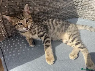 Savannah cats Savannah Kittens for Sale - Advert 11