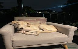 Mixed Breed dogs for sale: Husky and Labrador mix breed (Haskador) - Image 16